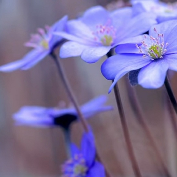 Meet your Posher, Haydeh - Picture 1 of 1